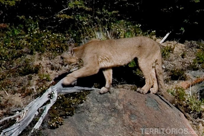 Puma