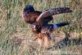 Aguila Mora