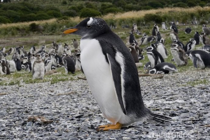Pinguin Papúa