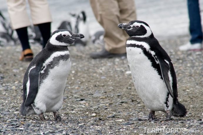 Pinguin Magallánico