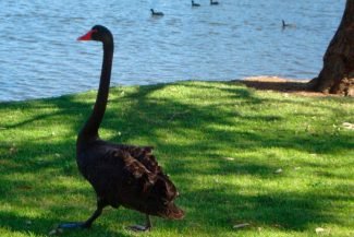 Cisne no Swan River