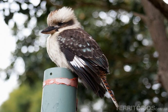 Aves muitos diferentes