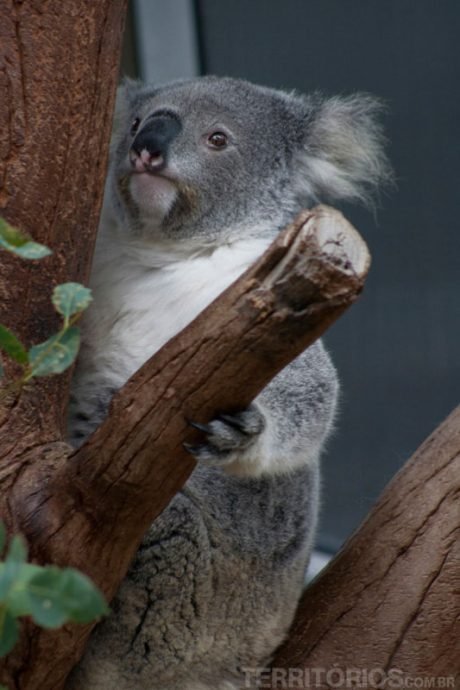Coala Coala