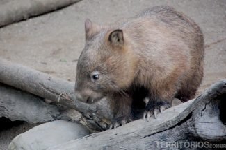Wombat Wombat