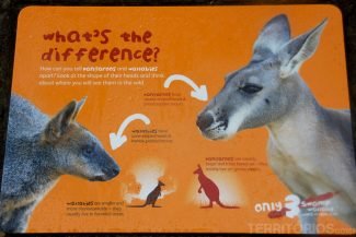 A diferença entre alguns marsupiais A diferença entre alguns marsupiais