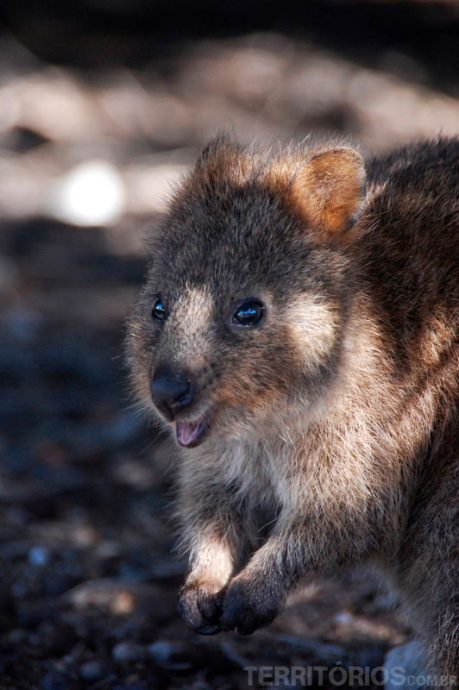 Quokka bem pertinho Quokka bem pertinho