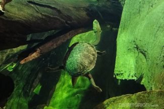 Broad-shelled Turtle Broad-shelled Turtle