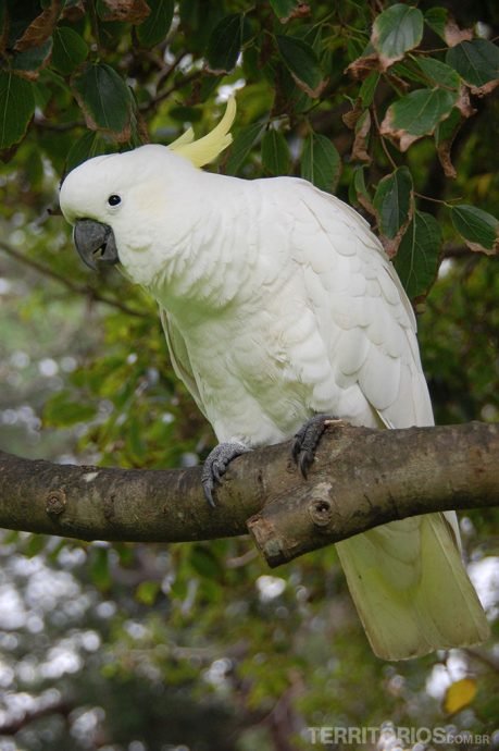 Cacatua Cacatua