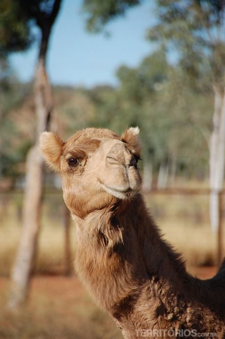 Camel Camel
