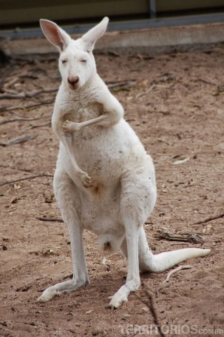Canguru Albino