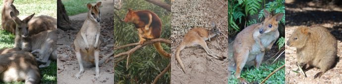 Cangurus, Wallabie, Canguru da árvore, Wallaroo, Pademelon e Quokka