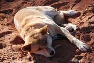 Dingo