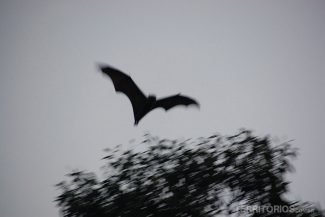 Morcegos Morcegos