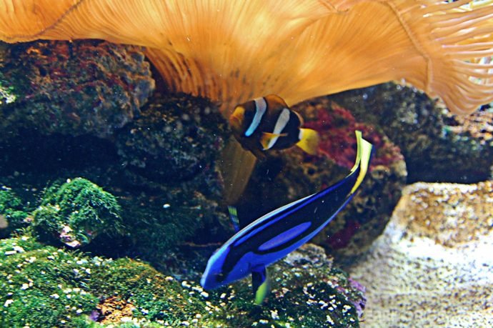 Procurando Nemo