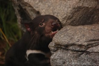 Diabo da Tazmânia Diabo da Tazmânia