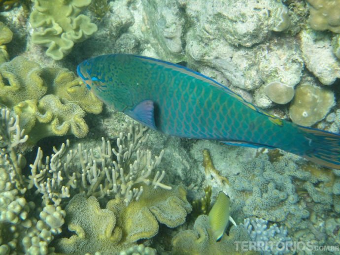 Peixes de todos os tamanhos e cores