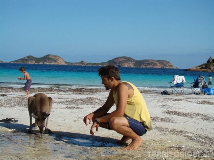 Canguru selvagem em Lucky Bay