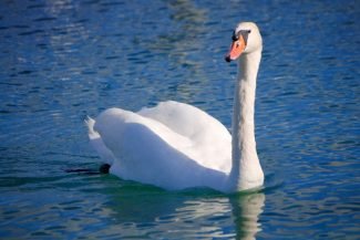 Cisnes são comuns em todos os lagos Cisnes são comuns em todos os lagos
