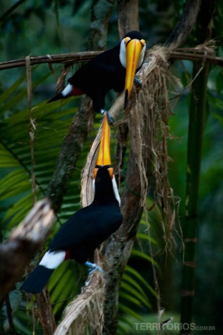 Tucanos Tucanos