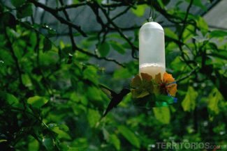 Beija-flor no Borboletário Beija-flor no Borboletário