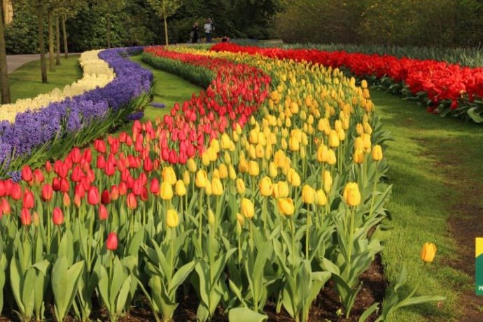 Keukenhof - Holanda
