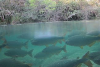 Muitos peixes no Balneário Municipal