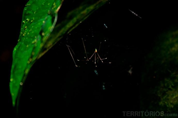 Mata Atlântica Mata Atlântica