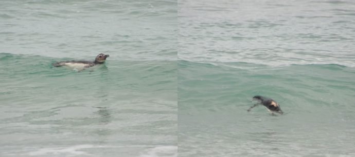 Pinguim curtindo o mar gelado
