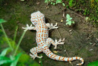 Lagarto exótico
