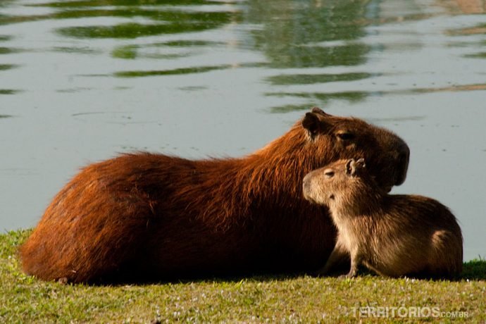 Capivaras no lago Pampulha