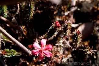 Flores fortes e delicadas ao mesmo tempo Flores fortes e delicadas ao mesmo tempo