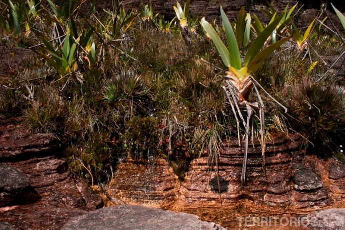 Fontes de água e stegolepis guianenses, a planta predominante