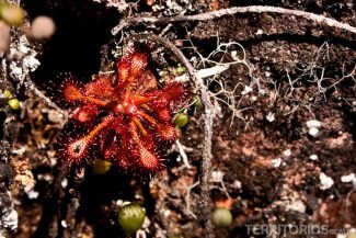 Drossera roraimae, pequena planta carnívora Drossera roraimae, pequena planta carnívora