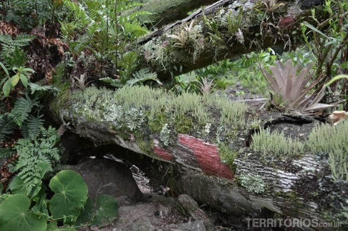 Rica vegetação e pureza do ar nas manchas vermelhas