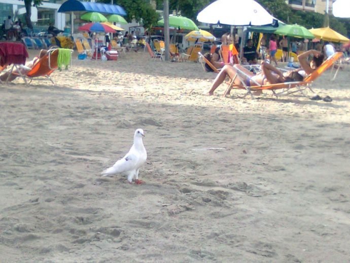 Pombinha companheira de praia