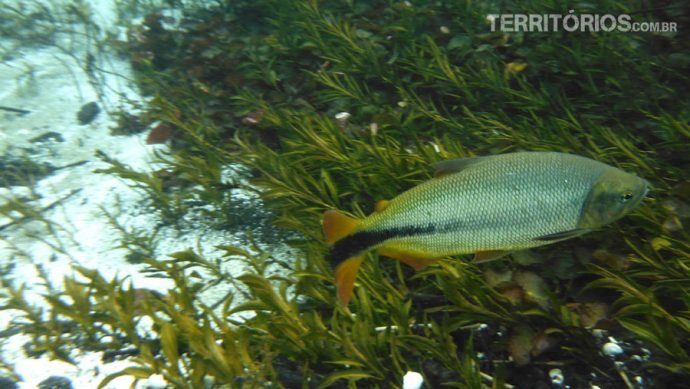Peixes ficam perto da vegetação