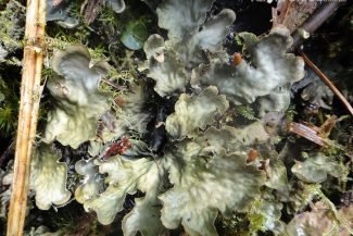 Plantes lembram algas marinhas Plantes lembram algas marinhas
