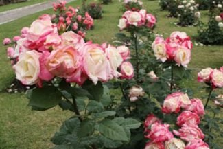 Rosas de Roma