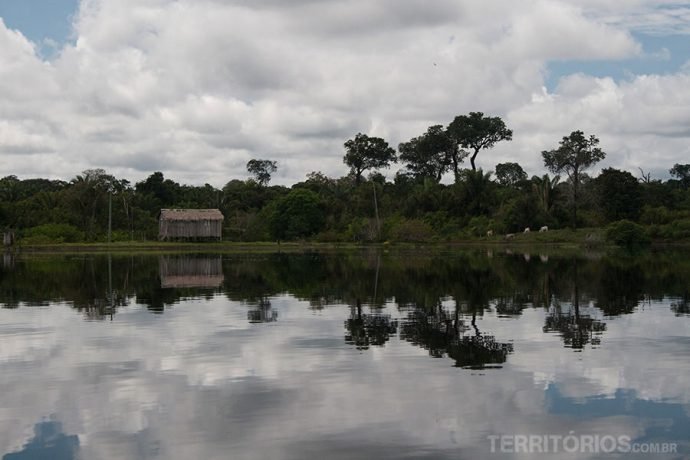 Na floresta alagada os animais se agrupam em porções de terra