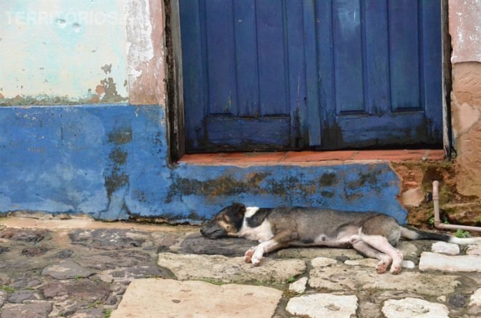 Sono tranquilo do vira-lata em Alcântara, Maranhão - Brasil