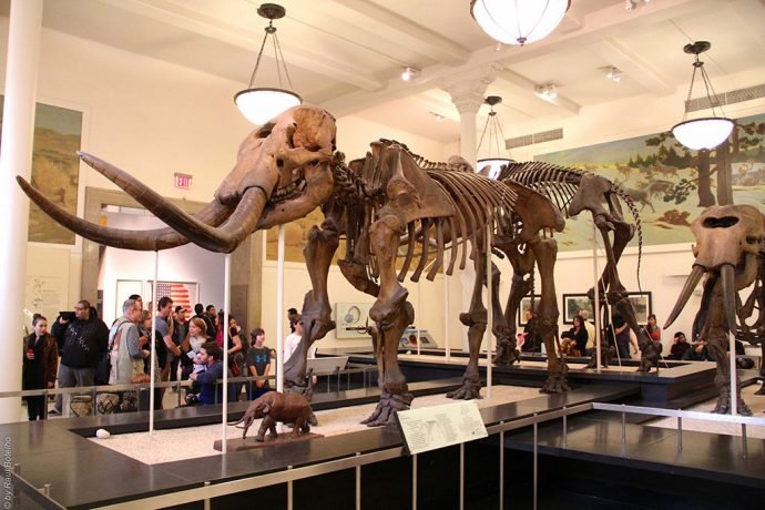Natural History Museum