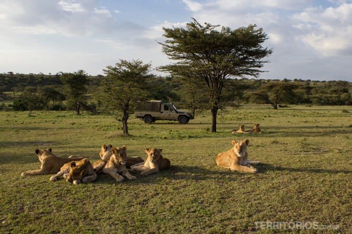 Leões parecem não se importar com a nossa presença, mas o motorista deixa o carro pronto para fugir em caso de imprevisto. Em Maasai Mara