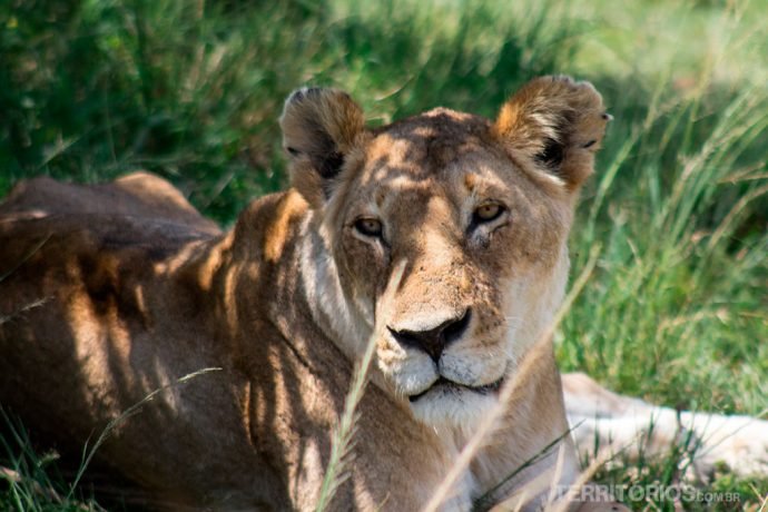 A Leoa em Maasai Mara