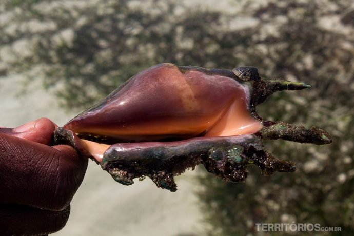 Molusco com bichinho dentro em Diani Beach