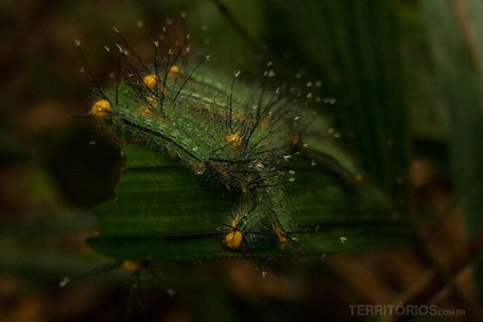 A beleza e os perigos da selva