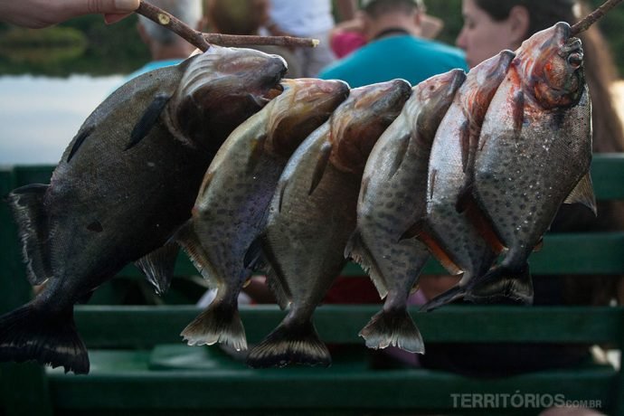 Piranhas para o jantar
