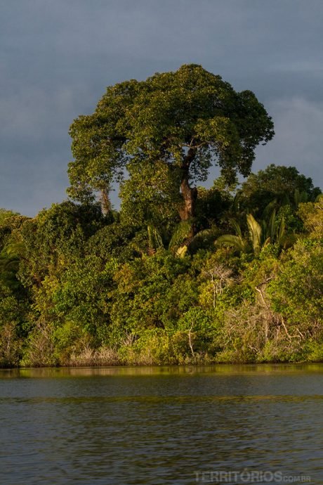 A castanheira A castanheira