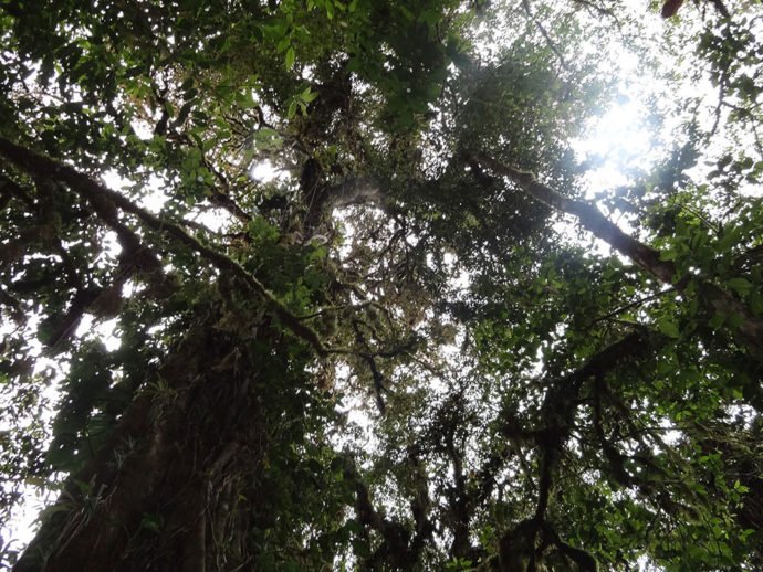 Bosque Nebuloso