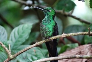 Beija-Flor no Bosque