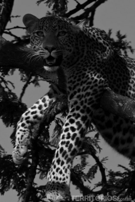 Leopardo no Maasai Mara Leopardo no Maasai Mara